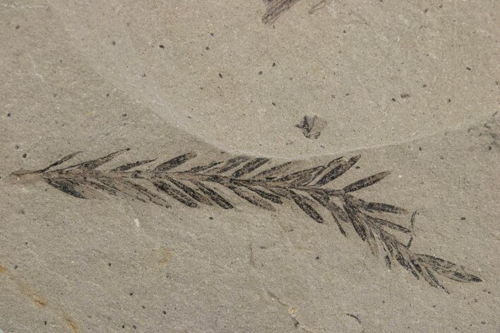 Dawn Redwood (Metasequoia) Fossil - Montana #378236